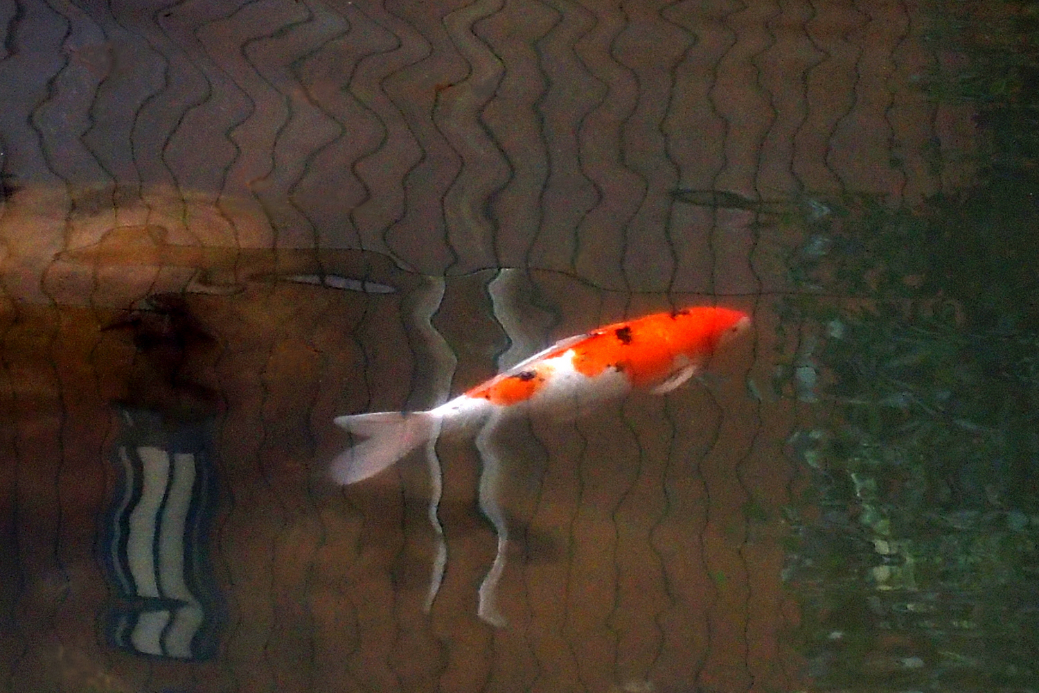 陳永鑑錦鯉遊蹤_20211123f.jpg