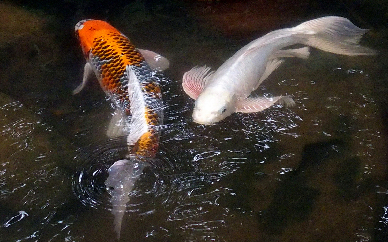 陳永鑑錦鯉遊蹤_20211123e.jpg