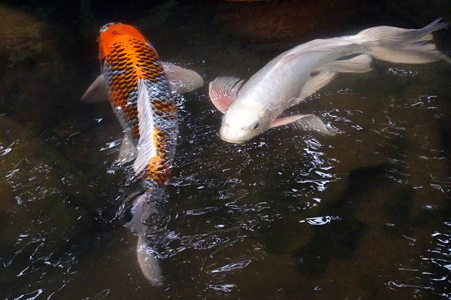 陳永鑑錦鯉遊蹤_20211123d.jpg
