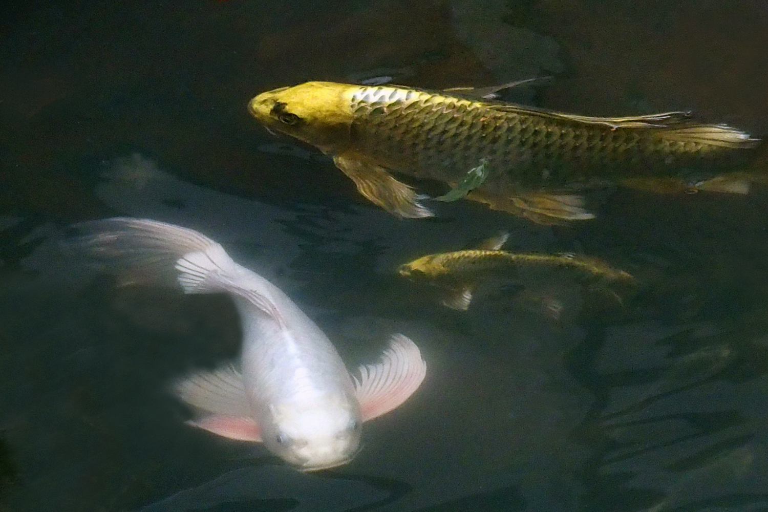 陳永鑑錦鯉遊蹤_20211123m.jpg