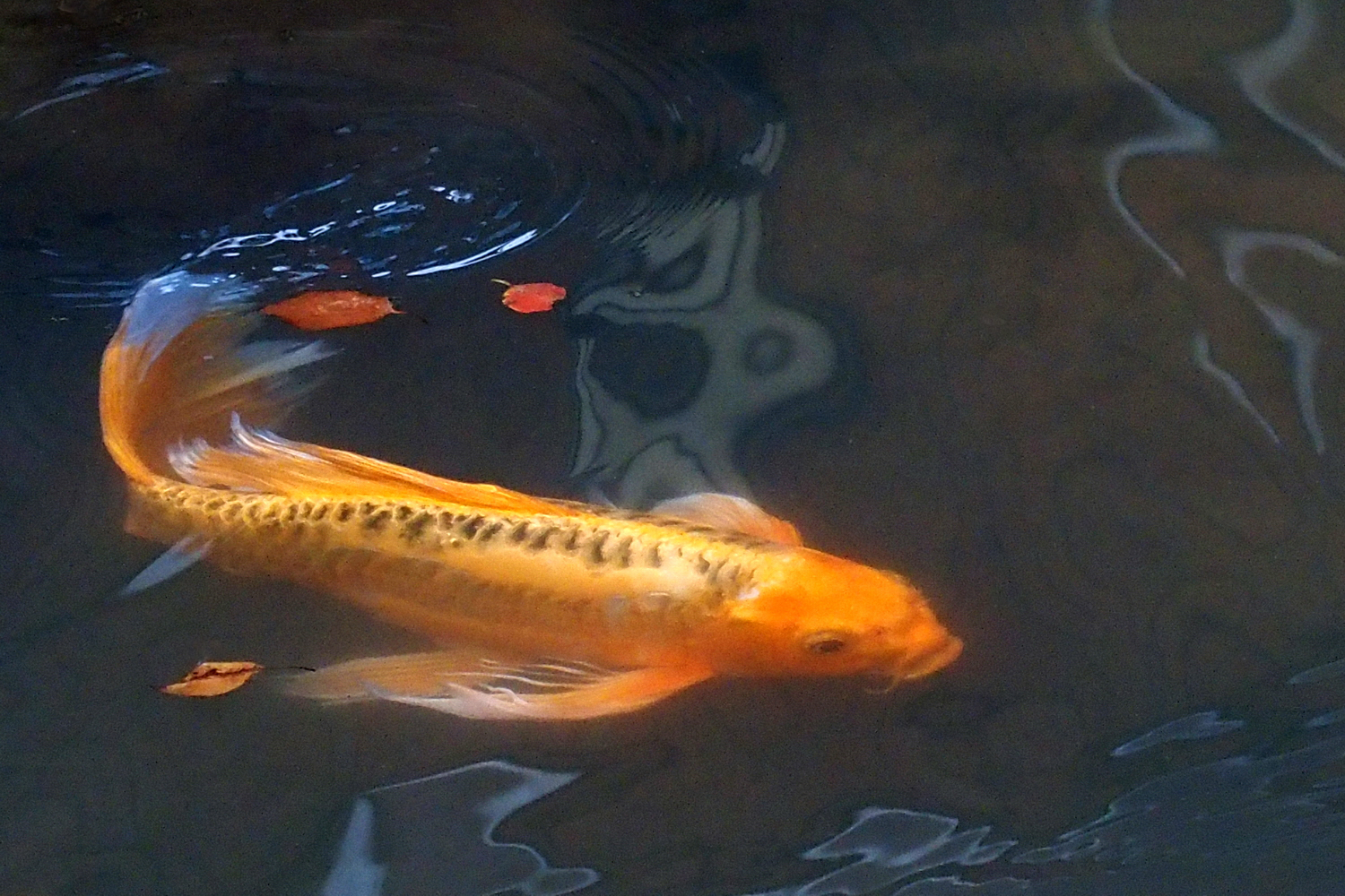 陳永鑑錦鯉遊蹤_20211123j.jpg