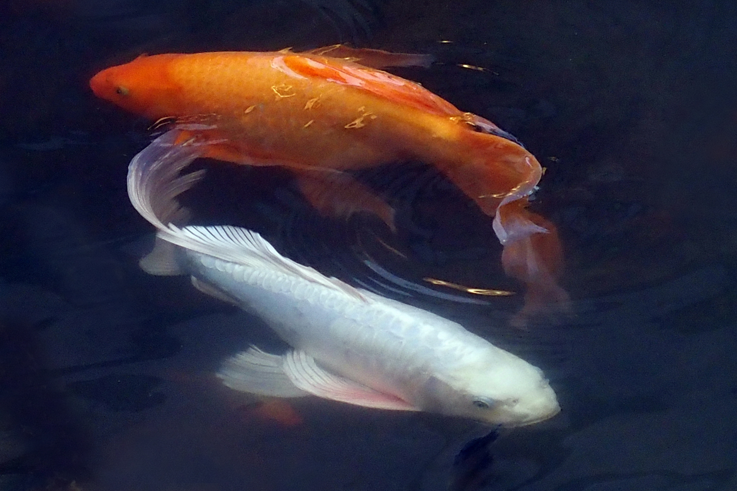 陳永鑑錦鯉遊蹤_20211123i.jpg