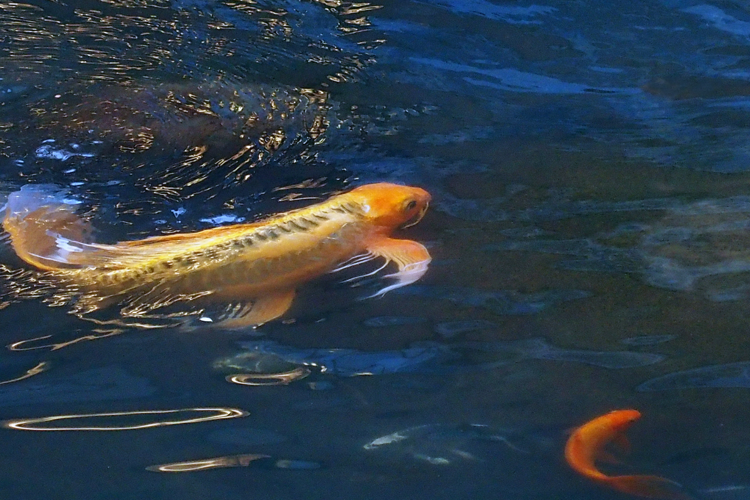 陳永鑑錦鯉遊蹤_20211123s.jpg