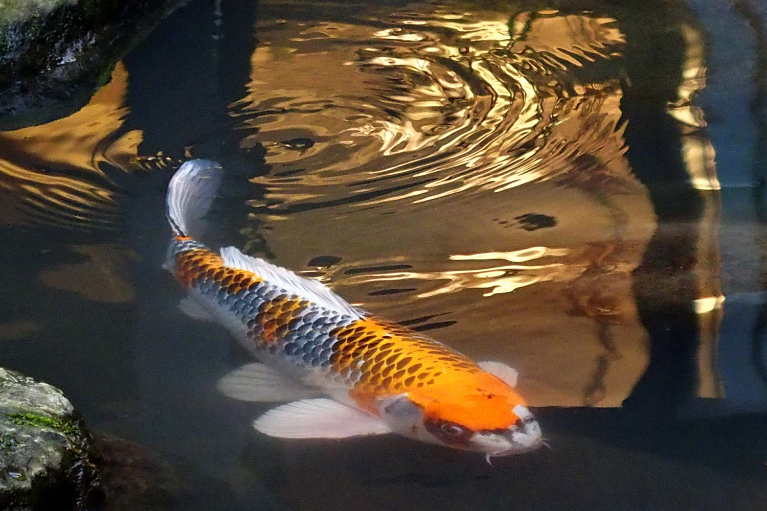 陳永鑑錦鯉遊蹤_20211123r.jpg