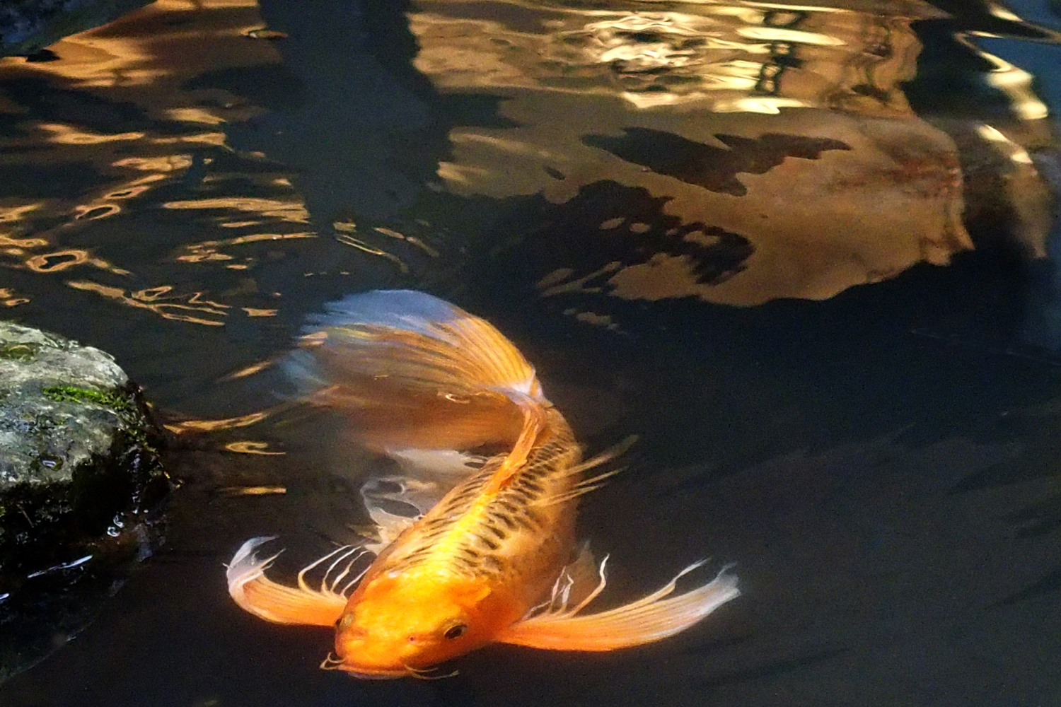 陳永鑑錦鯉遊蹤_20211123p.jpg
