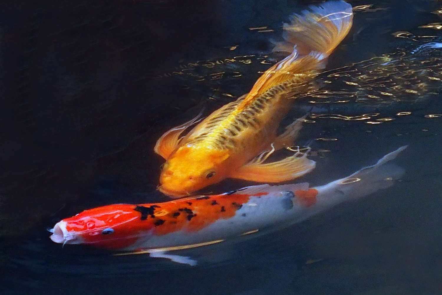 陳永鑑錦鯉遊蹤_20211124d.jpg