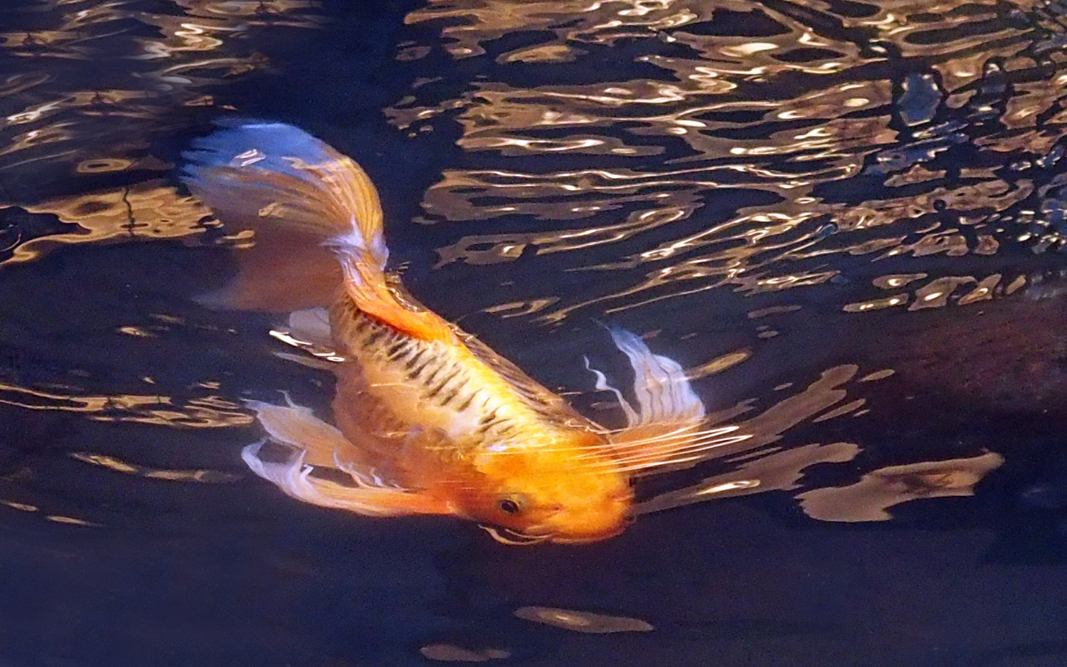 陳永鑑錦鯉遊蹤_20211124a.jpg