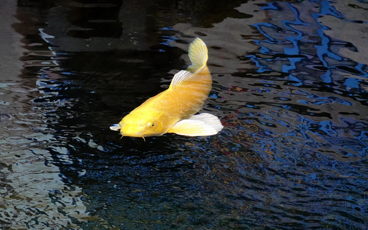 陳永鑑_錦鯉遊緃_20211025g.jpg