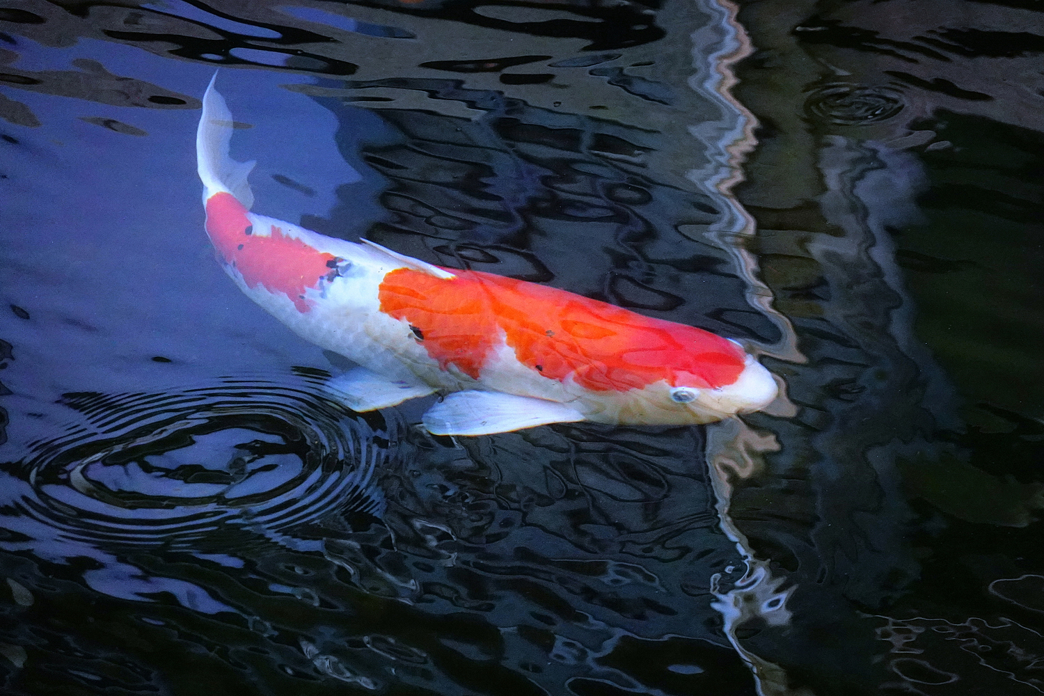 陳永鑑_錦鯉遊緃_20211025d.jpg