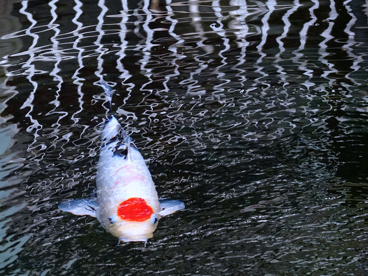 陳永鑑_錦鯉遊緃_20211025c.jpg