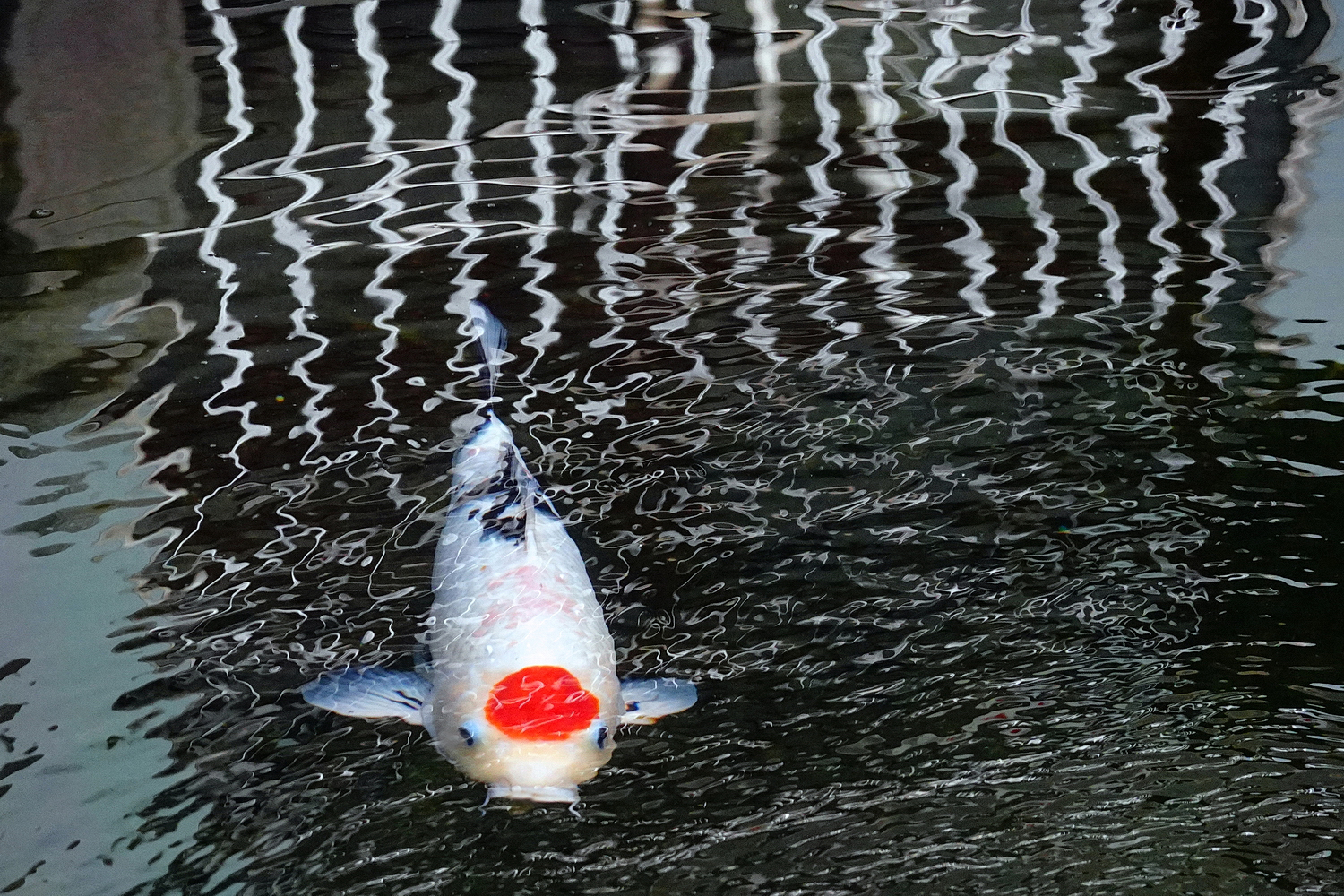 陳永鑑_錦鯉遊緃_20211025b.jpg
