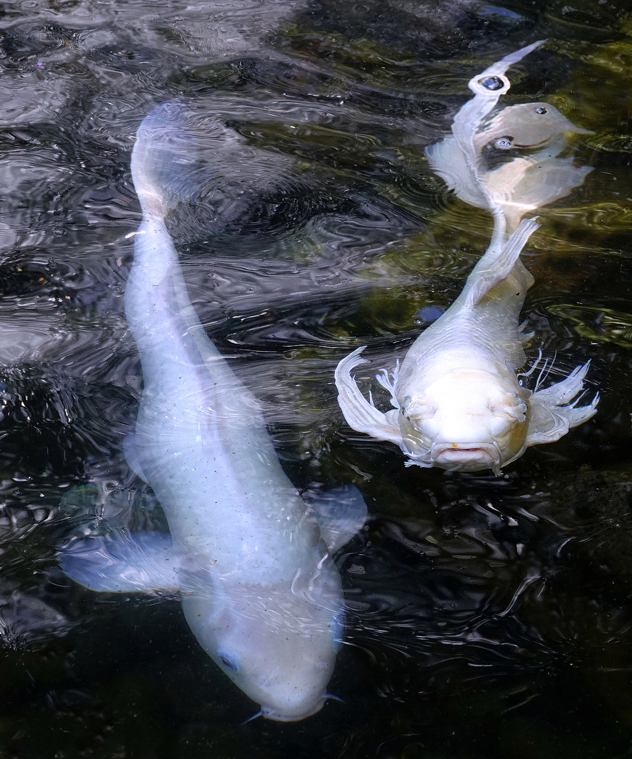 陳永鑑_錦鯉遊緃_20211217d.jpg