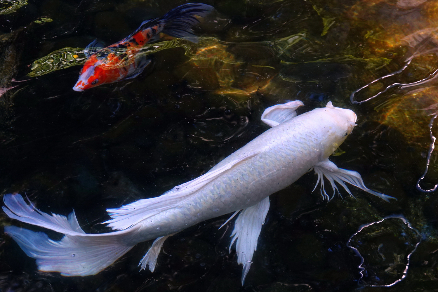 陳永鑑_錦鯉遊緃_20211218e.jpg