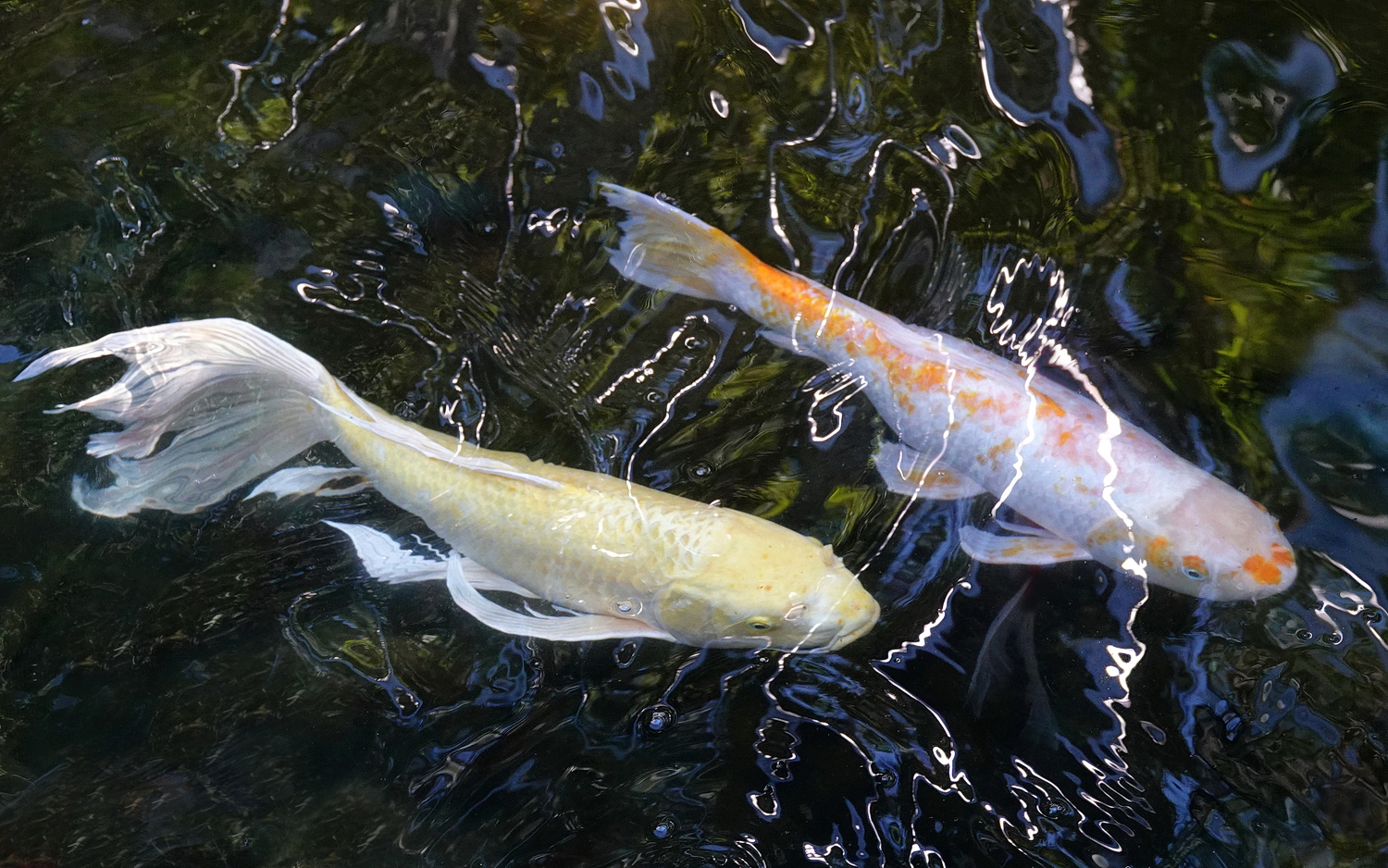 陳永鑑_錦鯉遊緃_20211219l.jpg