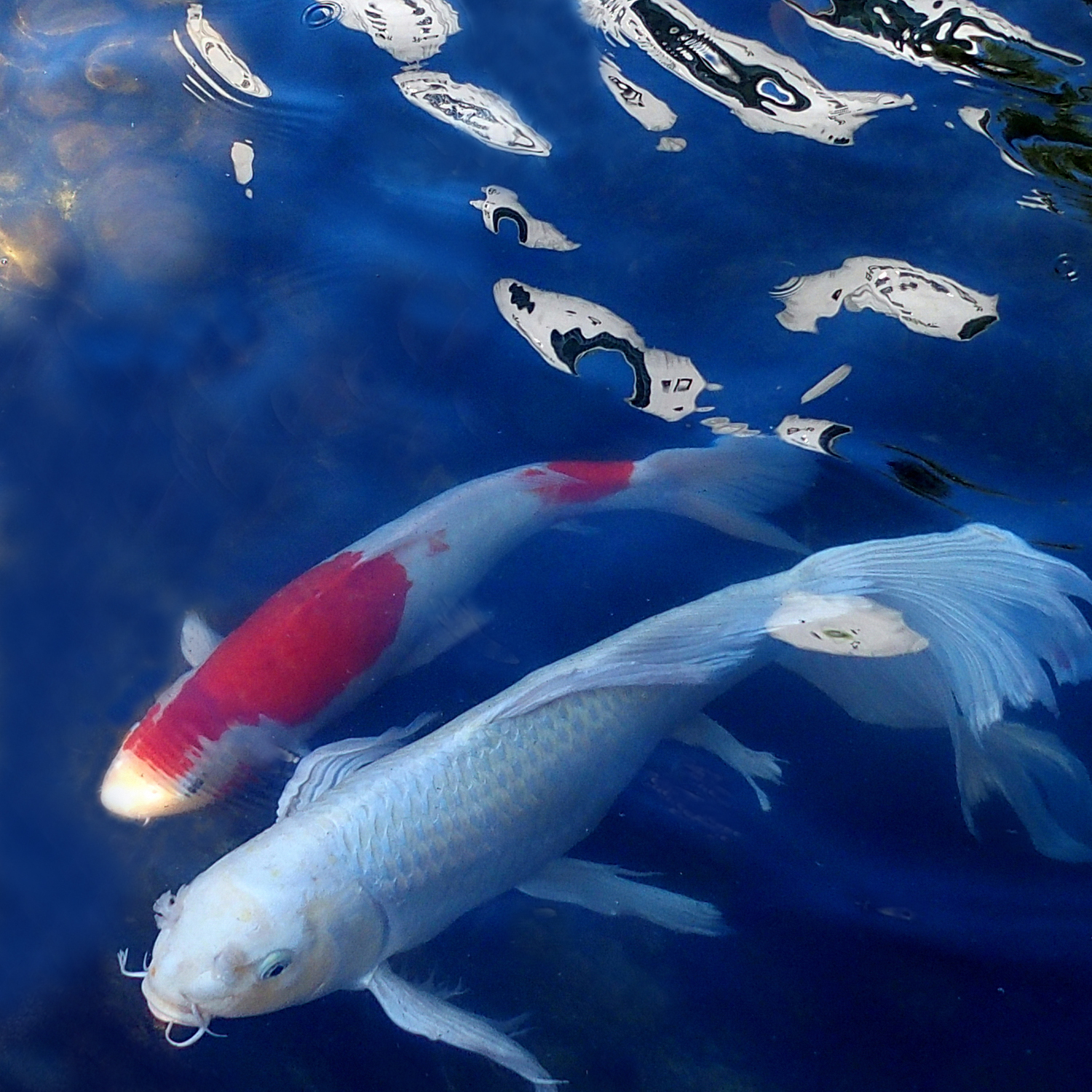 陳永鑑_錦鯉遊蹤_20211221e.jpg