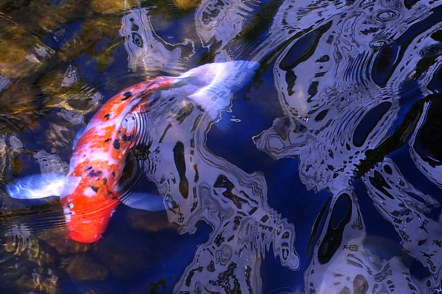 陳永鑑_錦鯉遊蹤_20211222k.jpg