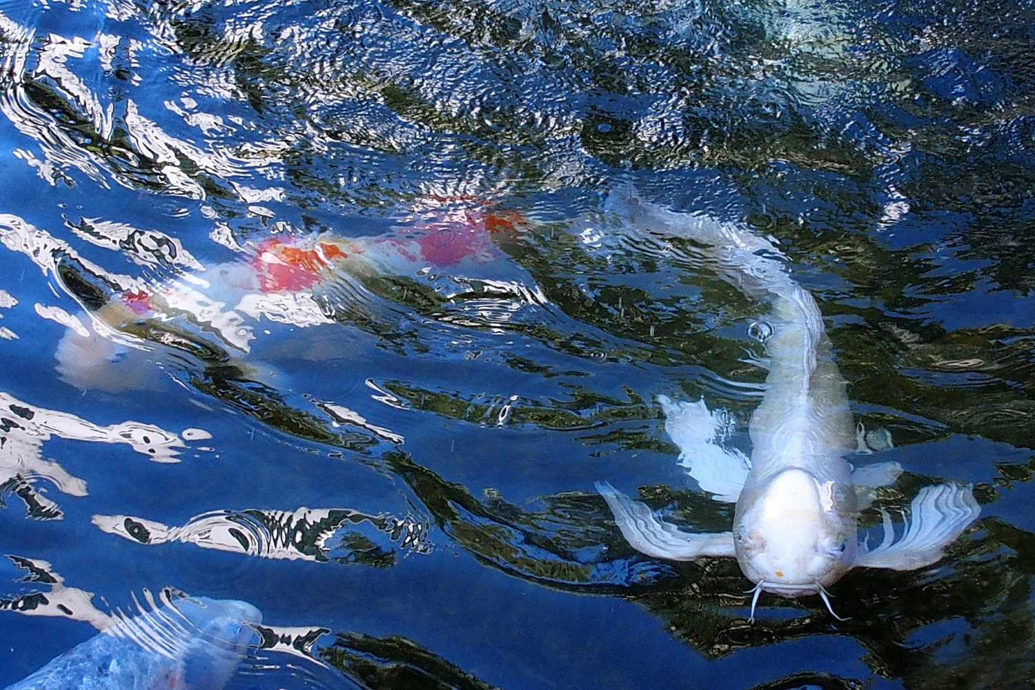 陳永鑑_錦鯉遊蹤_20211222h.jpg