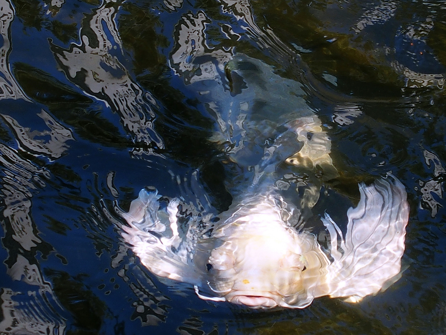 陳永鑑_錦鯉遊蹤_20211222r.jpg