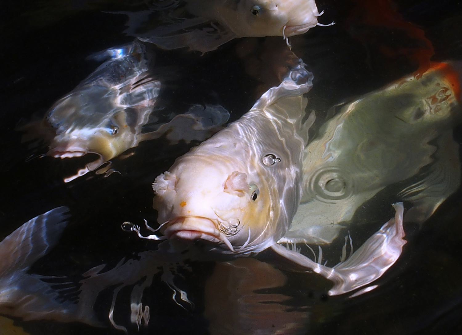陳永鑑_錦鯉遊蹤_20211222p.jpg