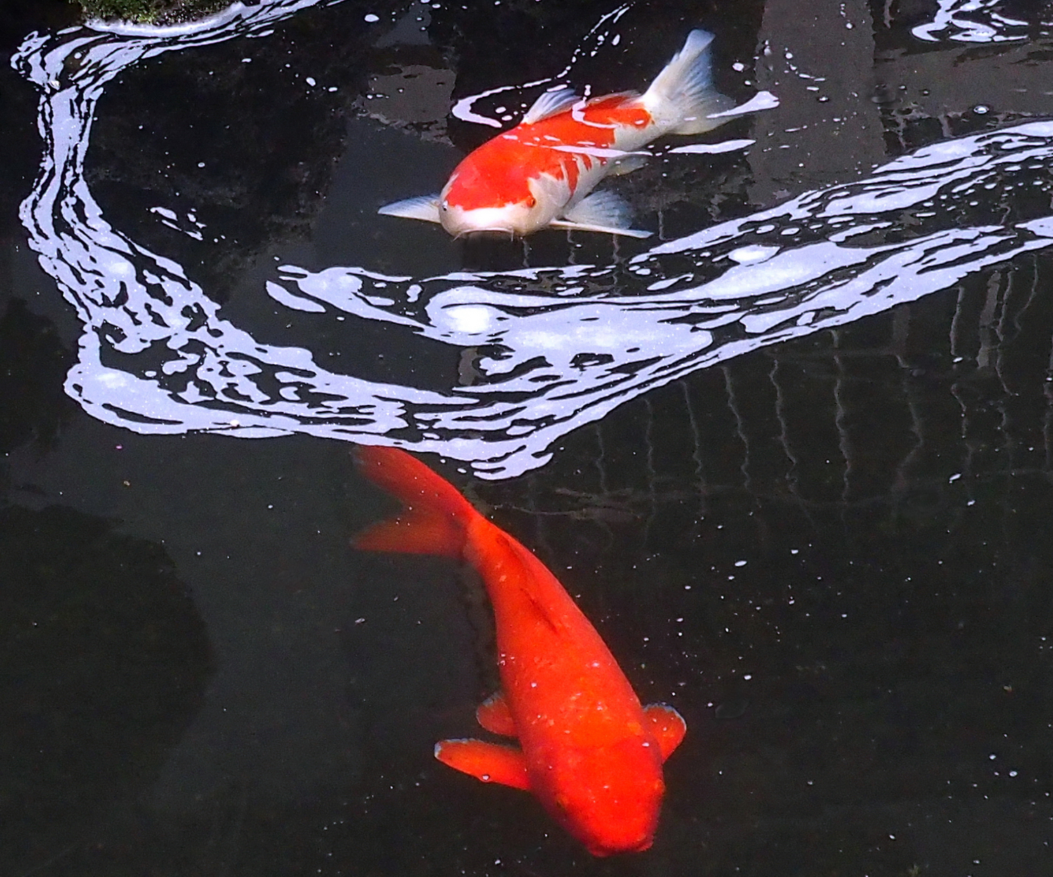 陳永鑑_錦鯉遊緃_20211225f.jpg