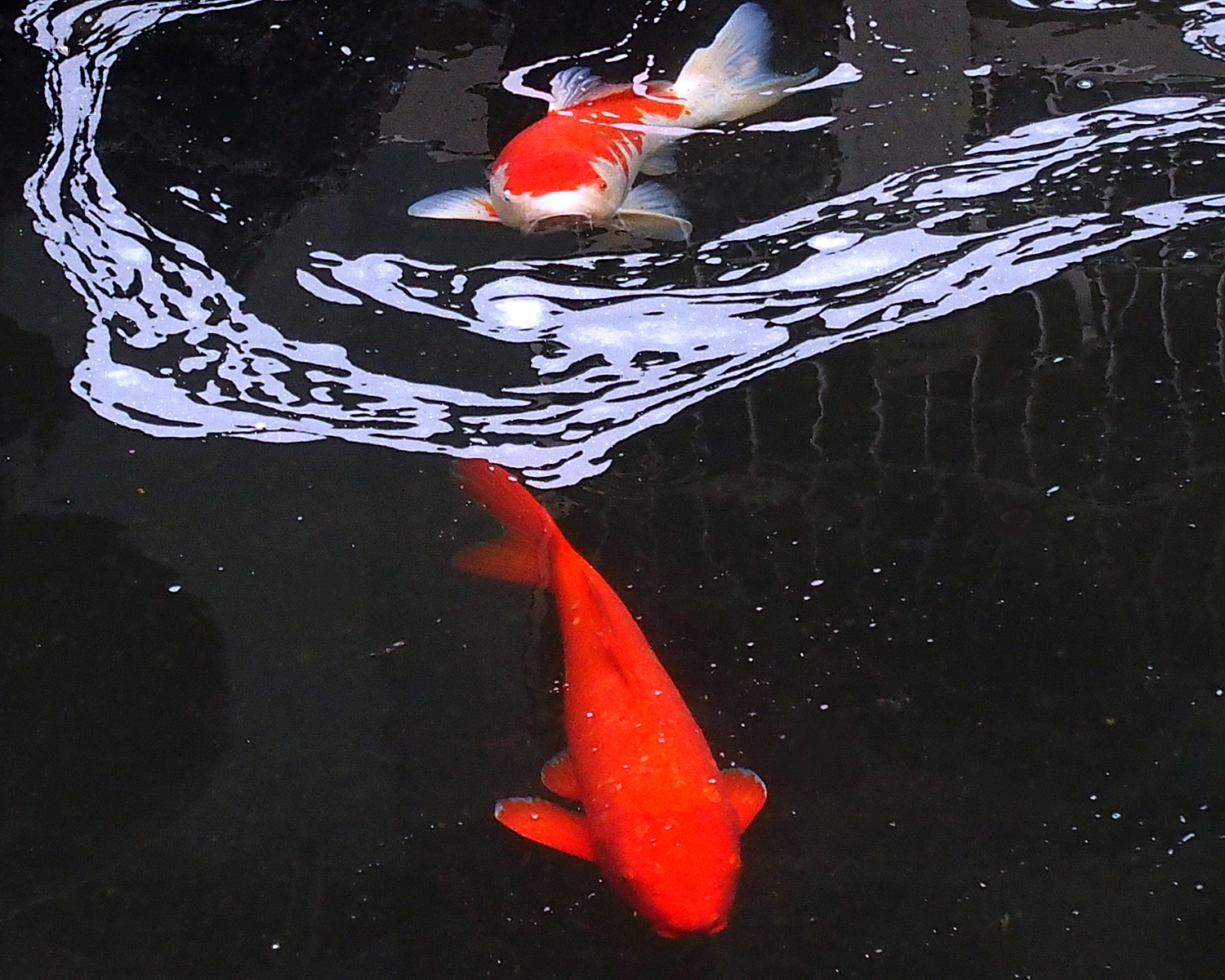 陳永鑑_錦鯉遊緃_20211225a.jpg