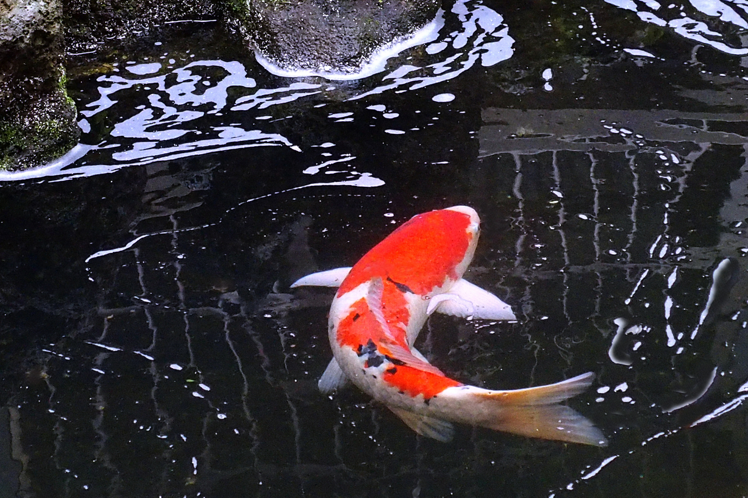 陳永鑑_錦鯉遊蹤_20211226a.jpg
