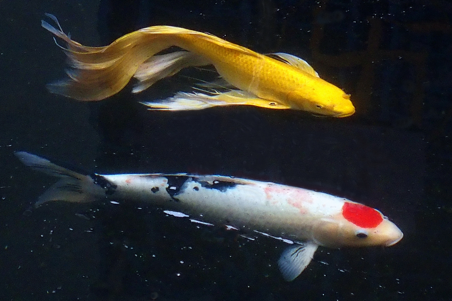 陳永鑑_錦鯉遊蹤_20211227c.jpg