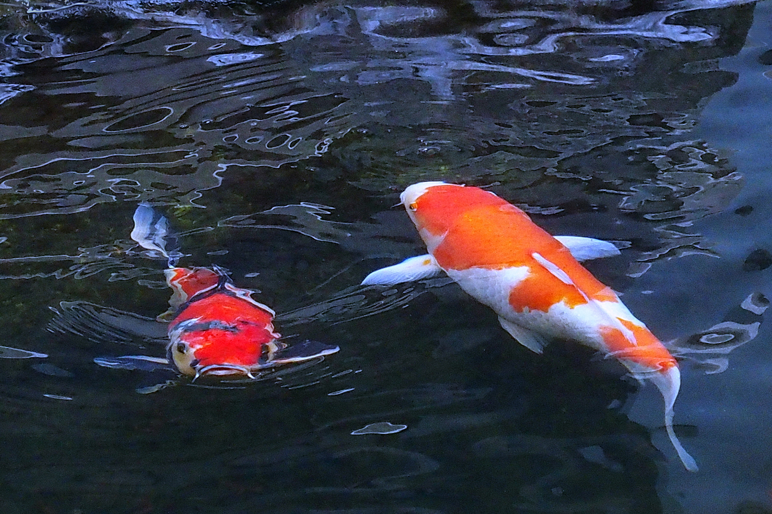 陳永鑑_錦鯉遊蹤_20211227l.jpg
