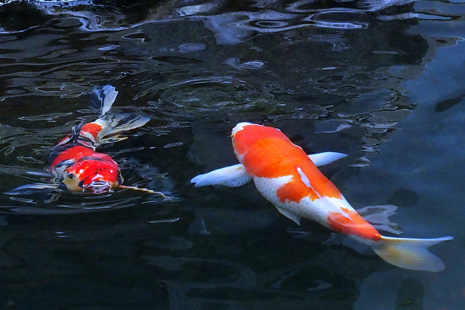 陳永鑑_錦鯉遊蹤_20211227k.jpg