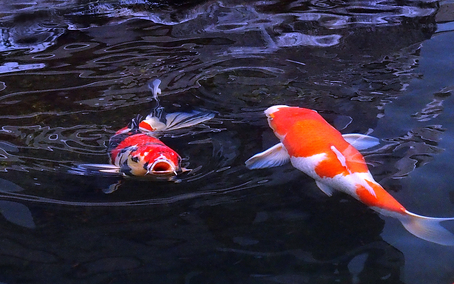 陳永鑑_錦鯉遊蹤_20211227j.jpg