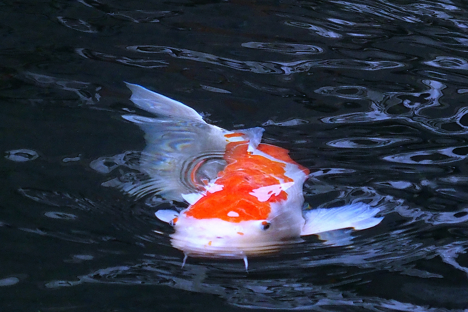 陳永鑑_錦鯉遊蹤_20211227i.jpg