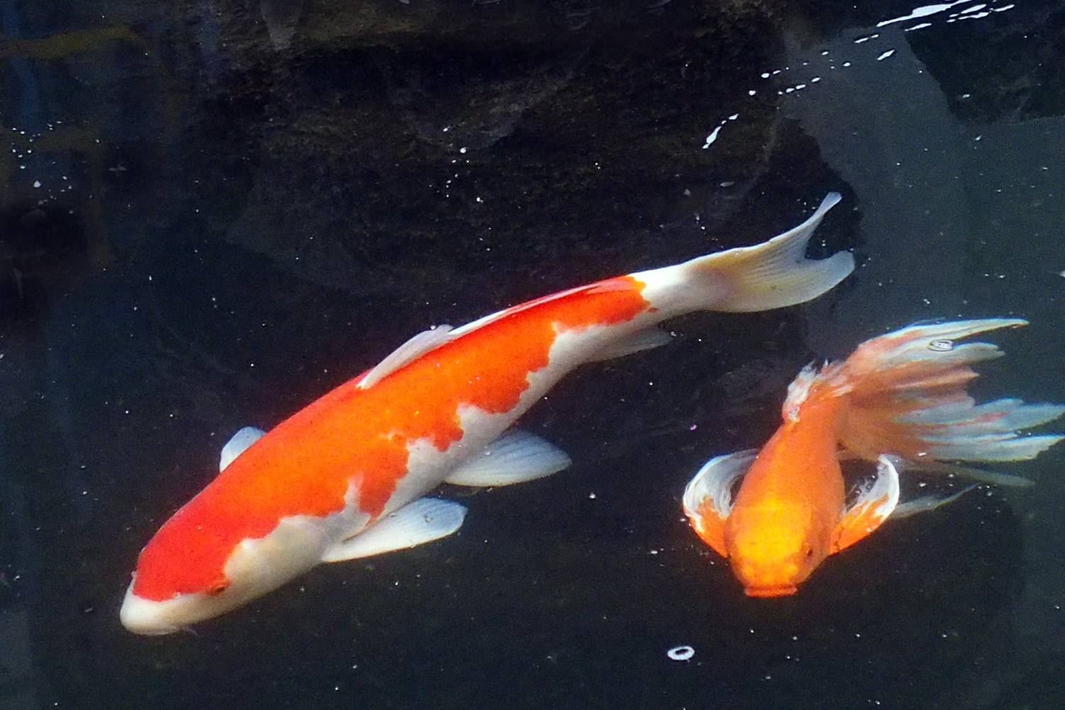 陳永鑑_錦鯉遊蹤_20211228f.jpg