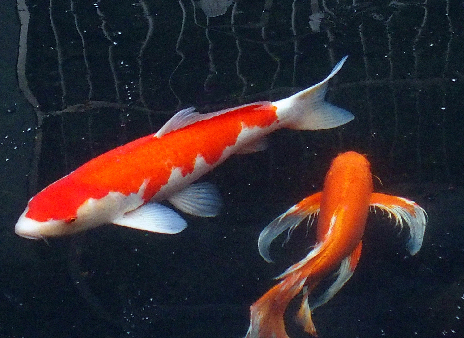 陳永鑑_錦鯉遊蹤_20211228d.jpg