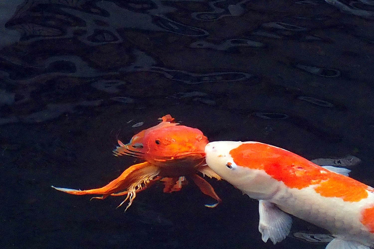 陳永鑑_錦鯉遊蹤_20211228a.jpg