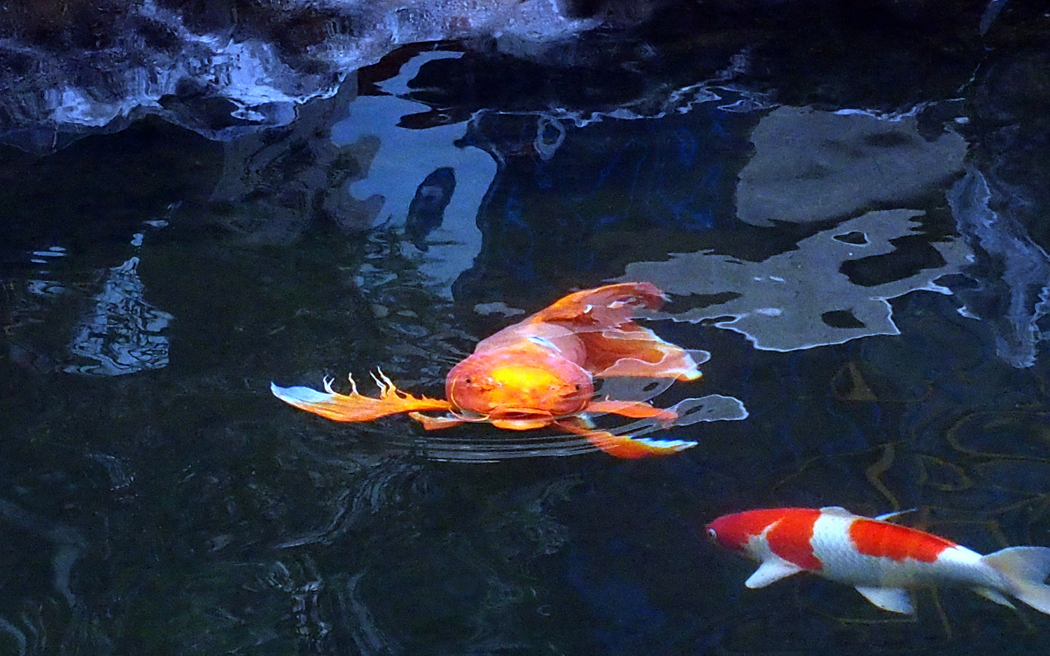 陳永鑑_錦鯉遊蹤_20211228n.jpg