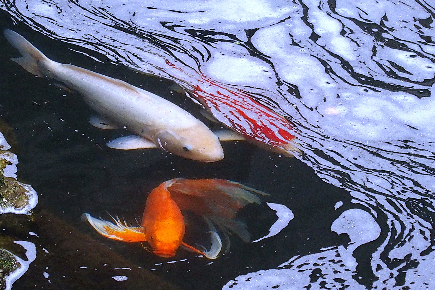 陳永鑑_錦鯉遊蹤_20211228r.jpg