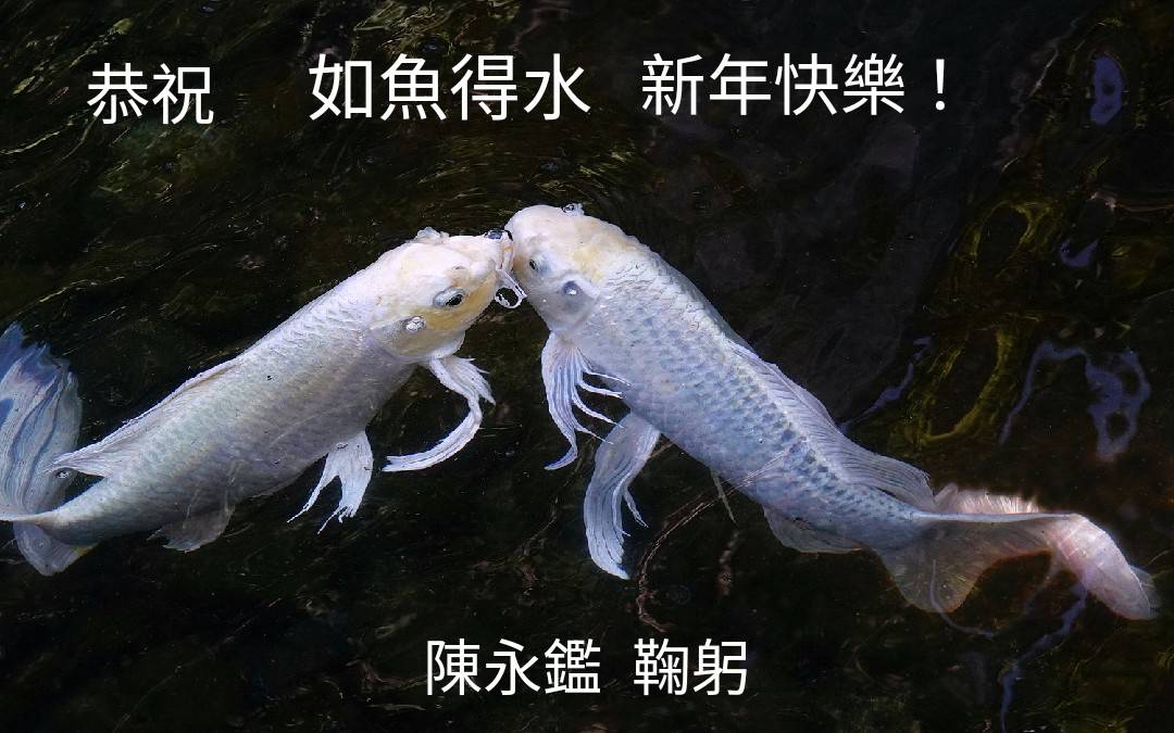 陳永鑑_錦鯉遊緃_20220101.jpg