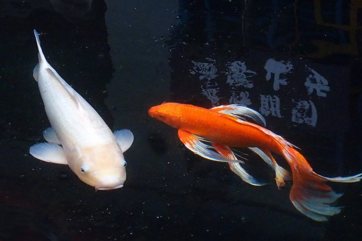 陳永鑑_錦鯉遊緃20220101j.jpg