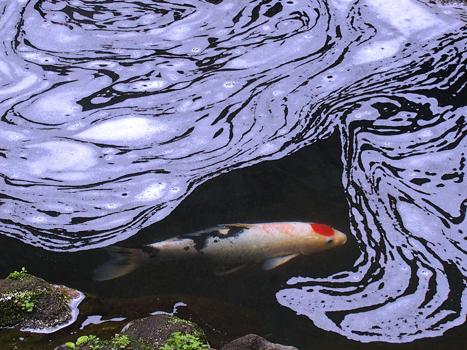 陳永鑑_錦鯉遊緃_20220104n.jpg