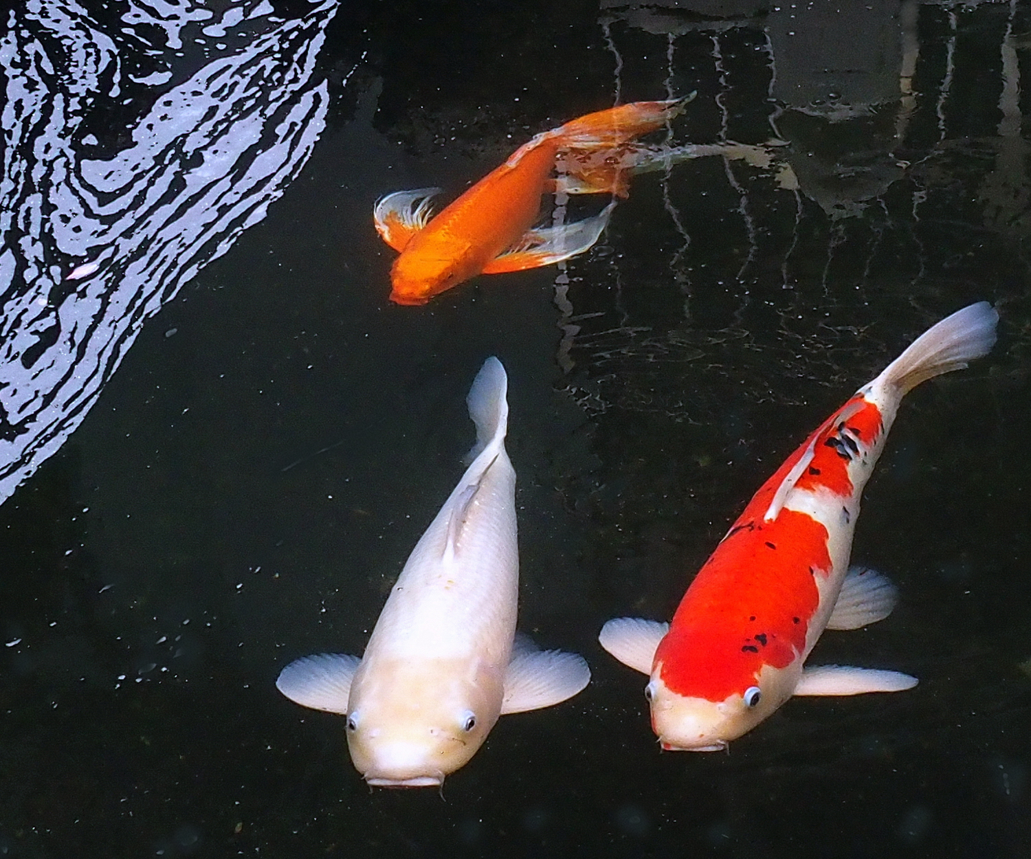 陳永鑑_錦鯉遊緃_20220104m.jpg