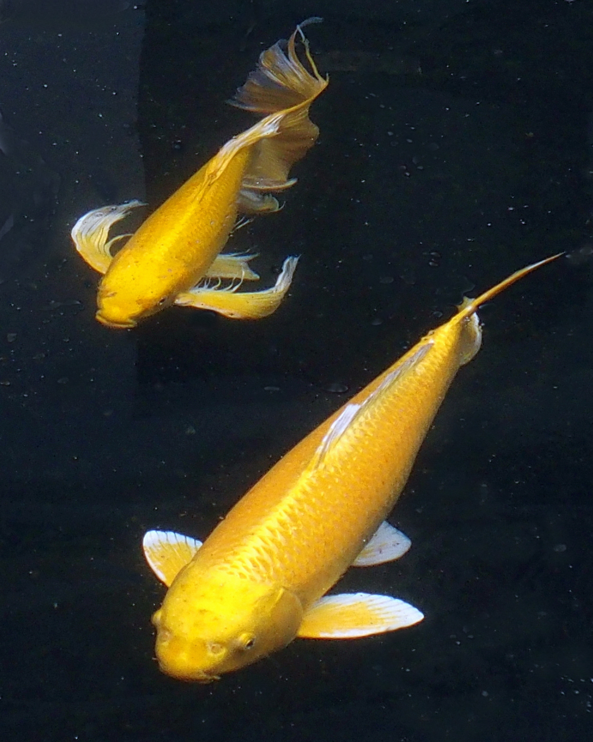 陳永鑑_錦鯉遊緃_20220104s.jpg