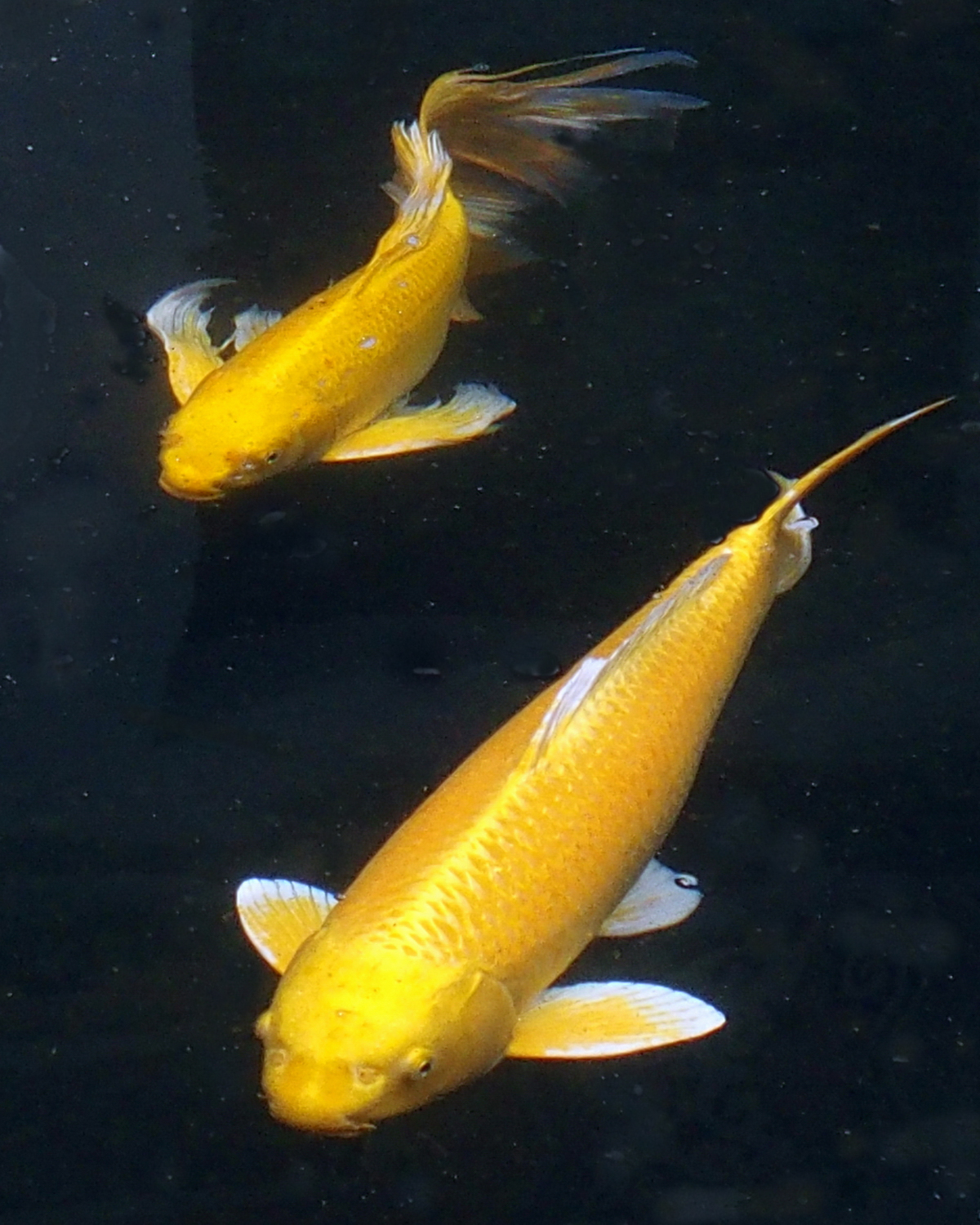 陳永鑑_錦鯉遊緃_20220104r.jpg