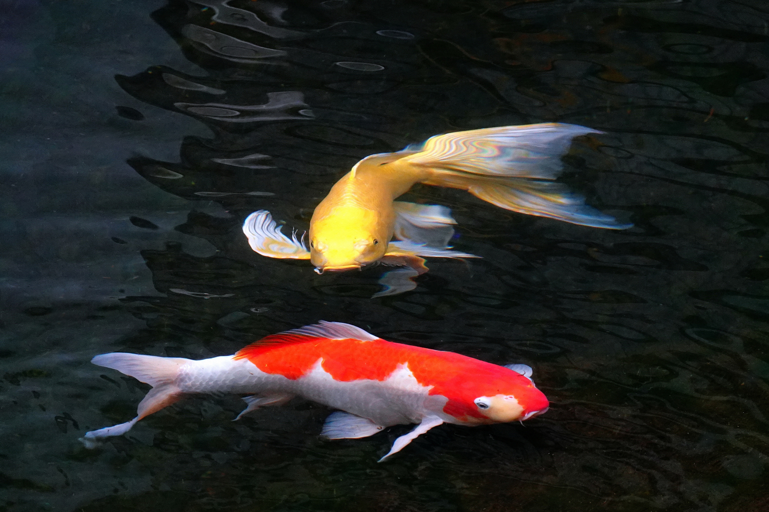 陳永鑑_錦鯉遊緃_20220105b.jpg