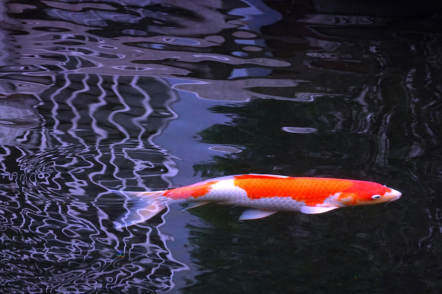 陳永鑑_錦鯉遊緃_20220105n.jpg