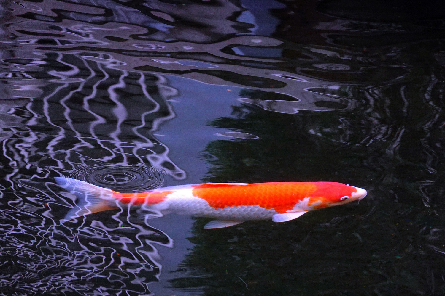 陳永鑑_錦鯉遊緃_20220105m.jpg