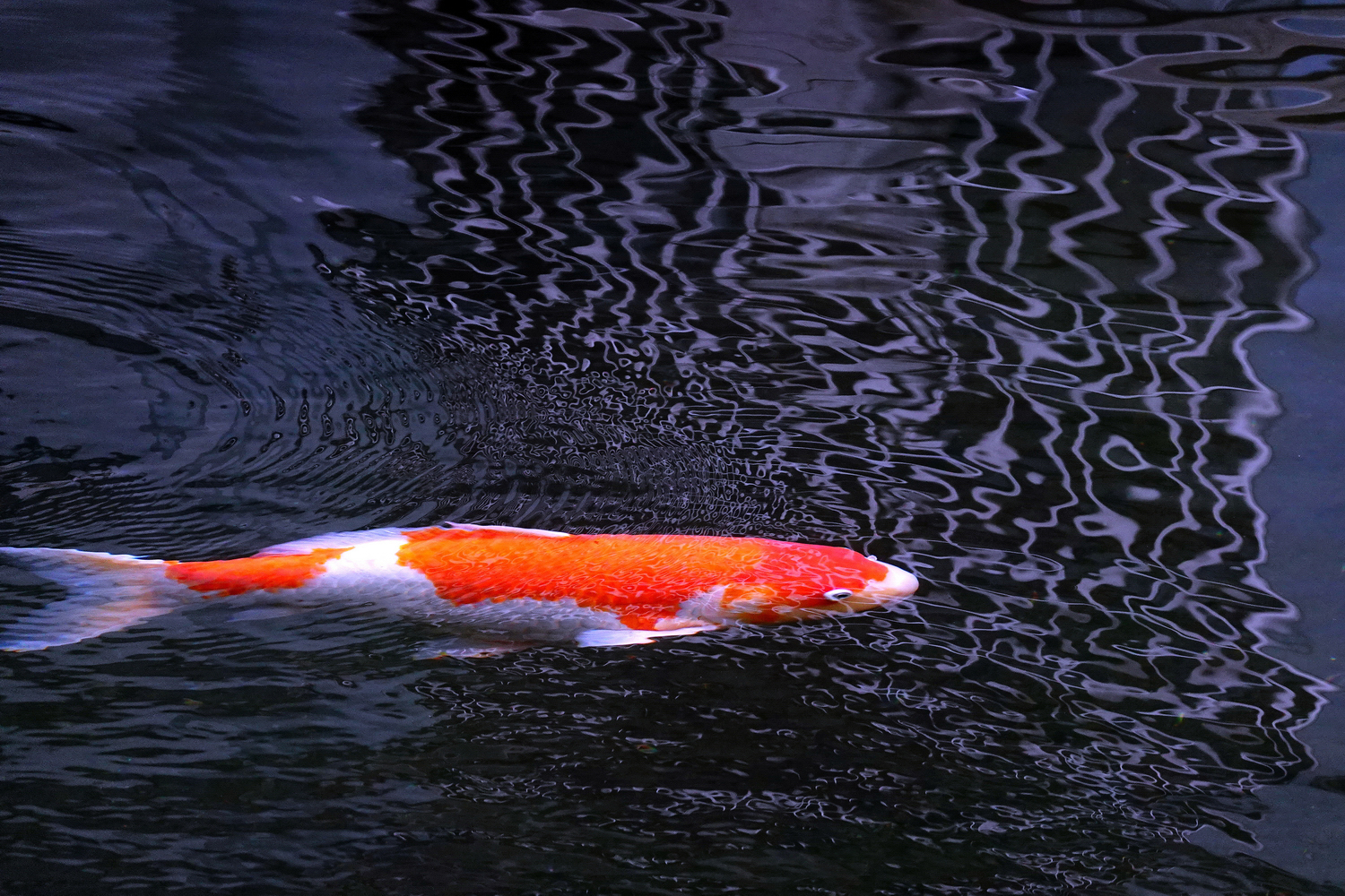 陳永鑑_錦鯉遊緃_20220105l.jpg