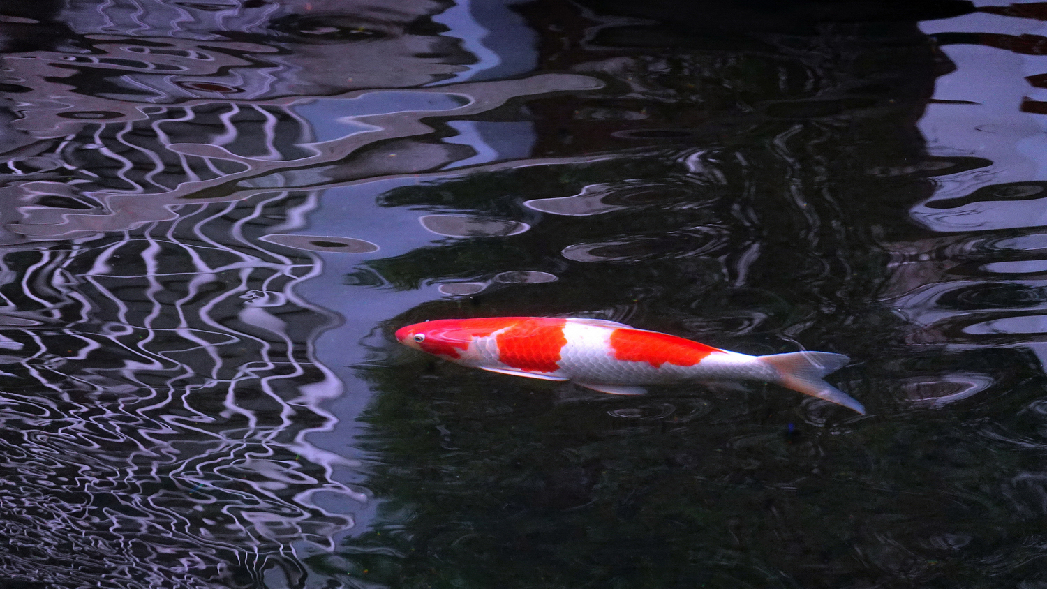 陳永鑑_錦鯉遊緃_20220105k.jpg