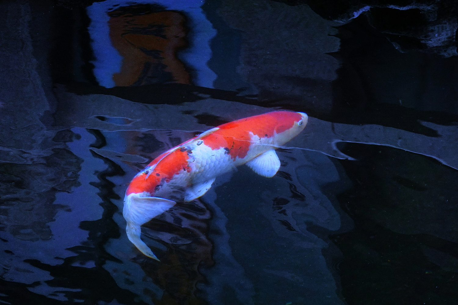 陳永鑑_錦鯉遊緃_20220105i.jpg