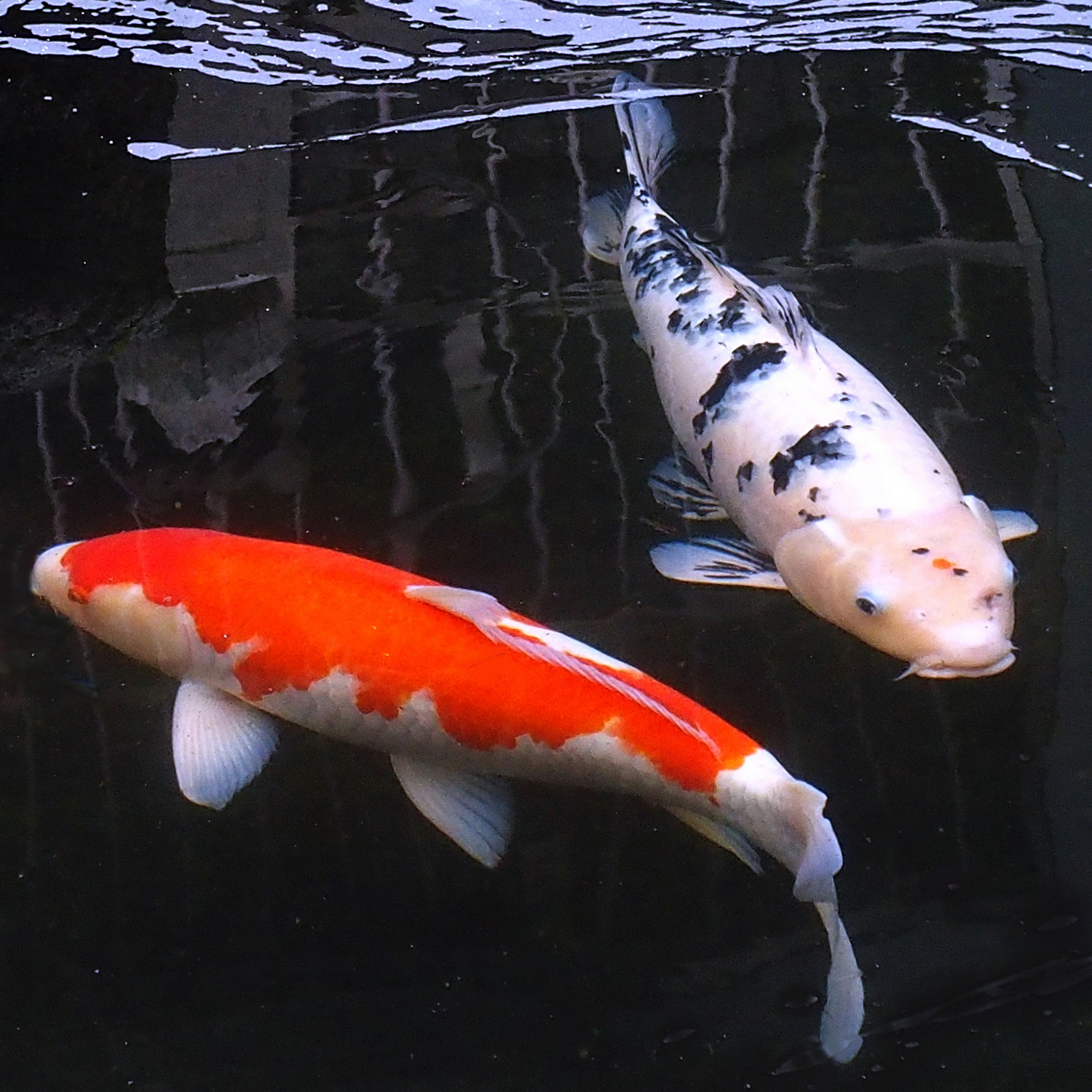 陳永鑑_錦鯉遊緃_20220105z1.jpg