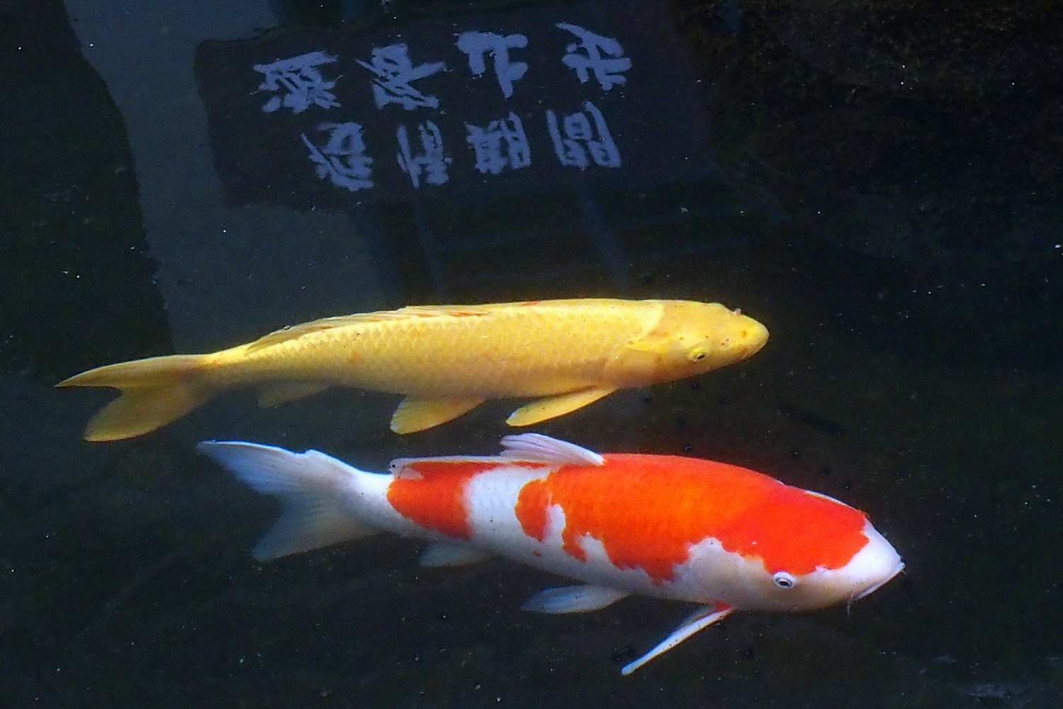 陳永鑑_錦鯉遊緃_20220105z.jpg